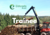 90 VAGAS OPERADOR(A) DE COLHEITA TRAINEE – HARVESTER E FORWARDER –